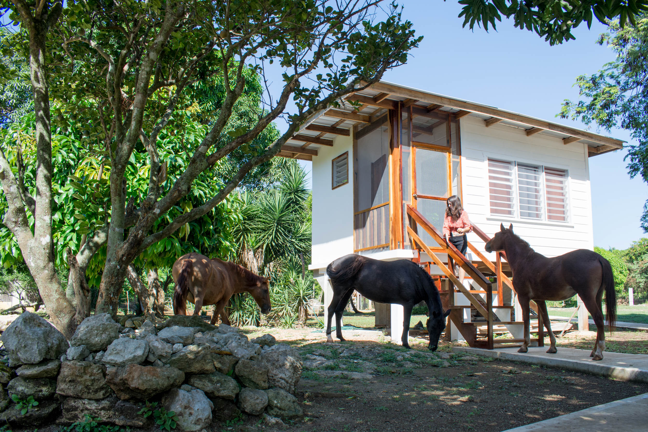 Horse Cottage gallery 12