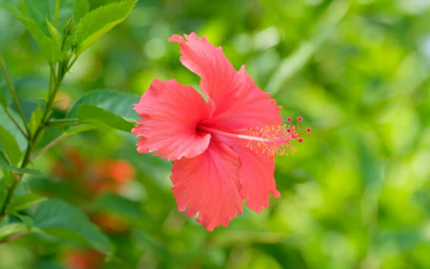 Hibiscus Hotel gallery 11