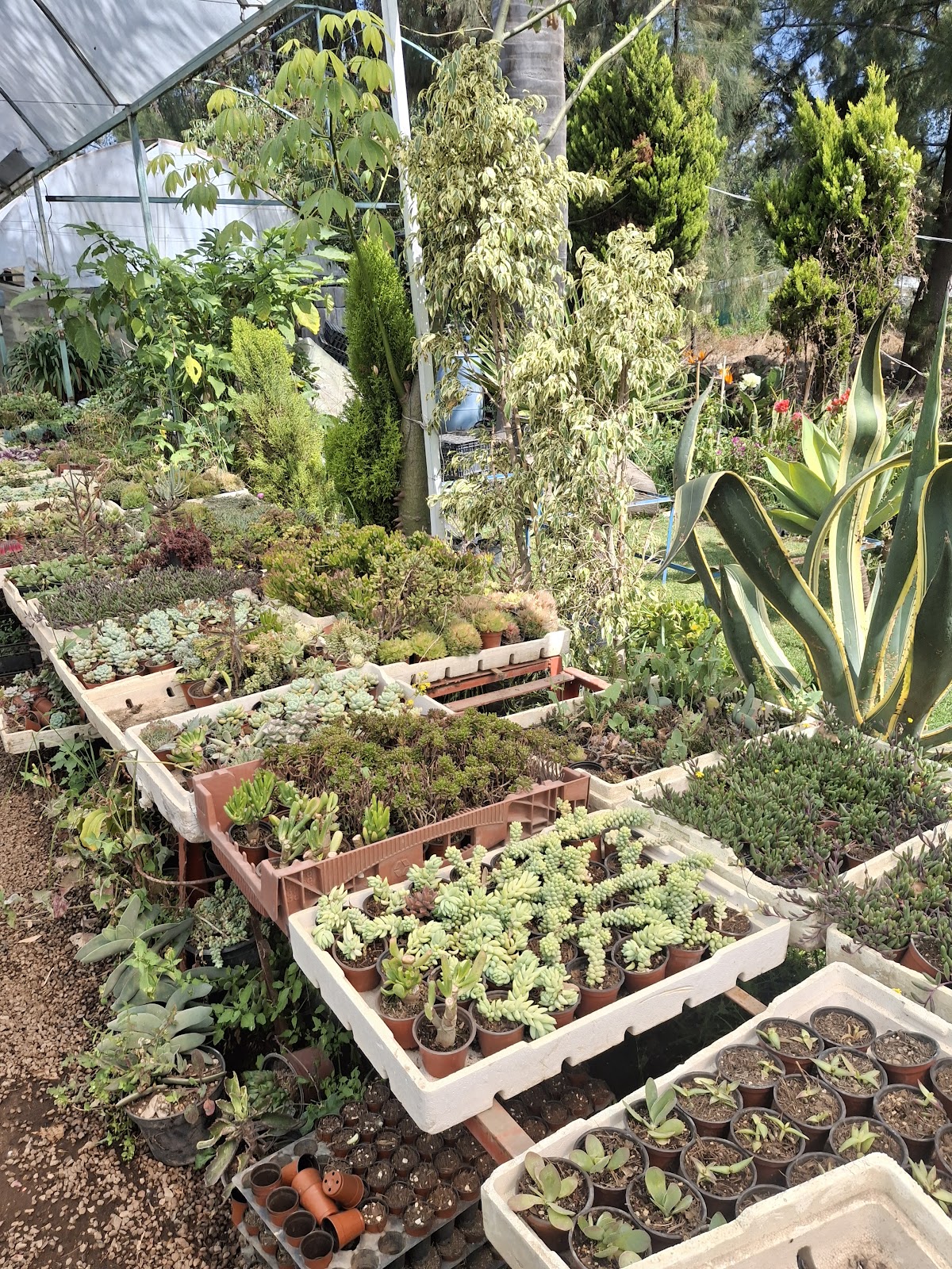 Xochimilco Embarcaderos gallery 7