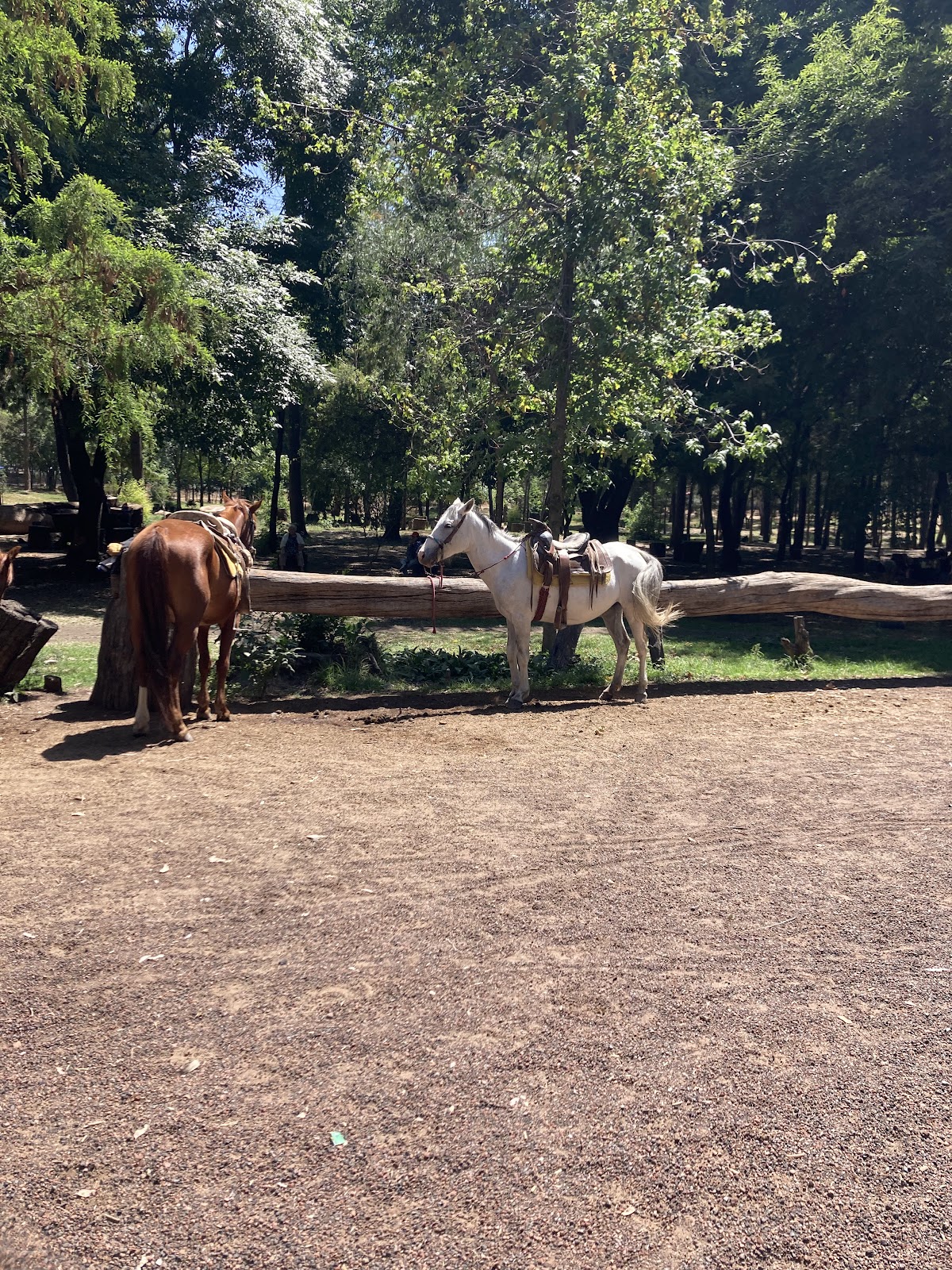 Bosque de Nativitas gallery 2