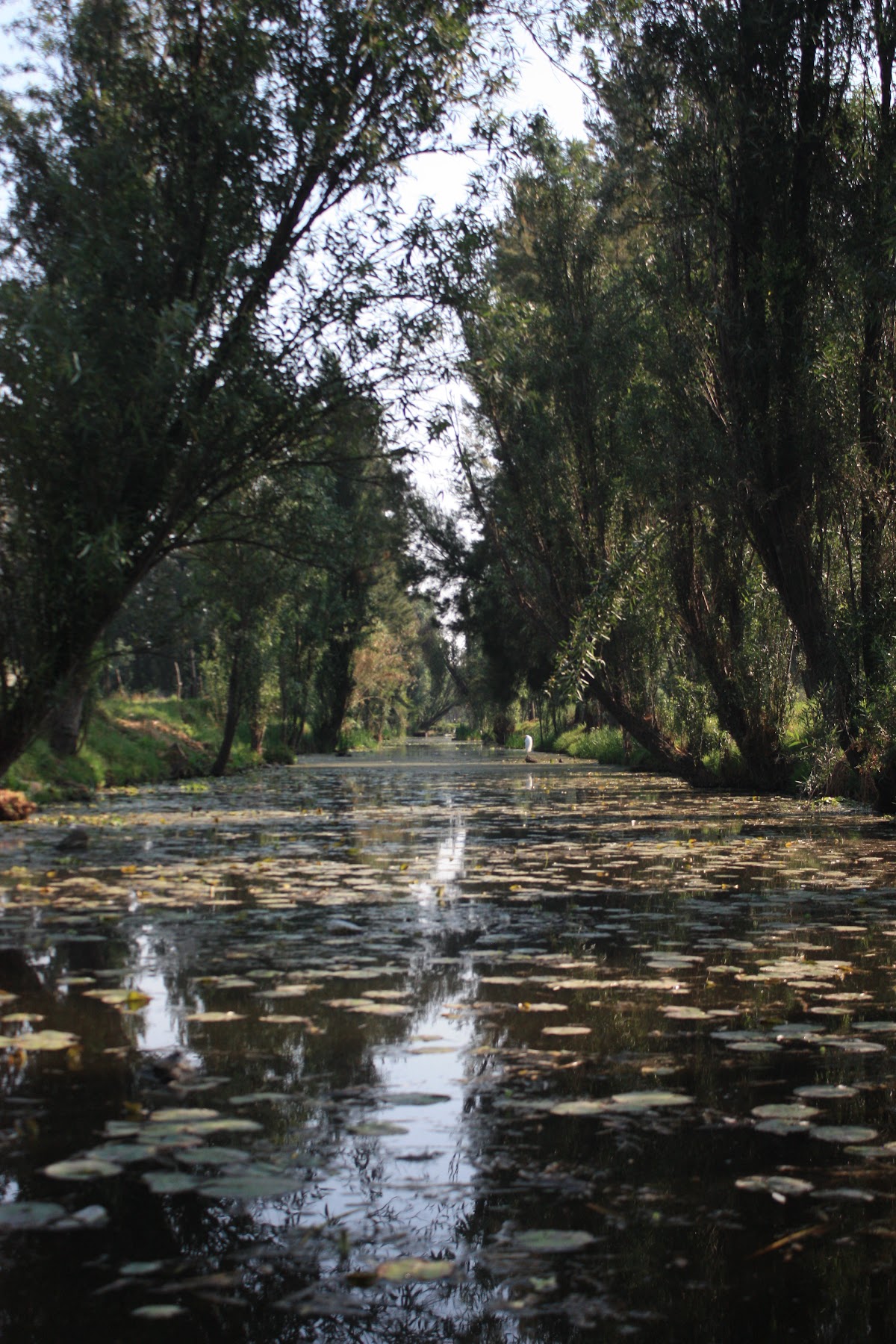 TONALLI, The last living legacy of the Aztec wetlands gallery 2