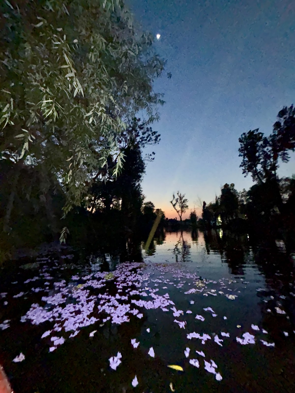 Xochimilco Oculto Kayak gallery 8