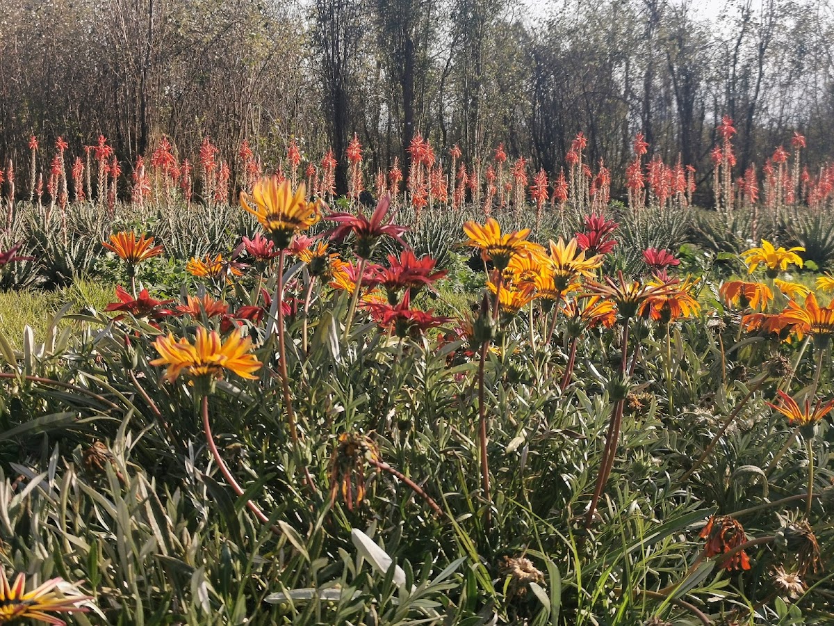 Parque Ecológico de Xochimilco gallery 10