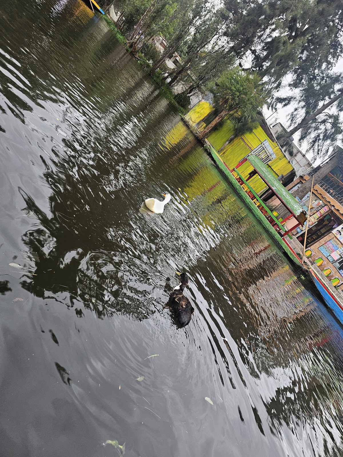 Trajineras Xochimilco Lindo gallery 6