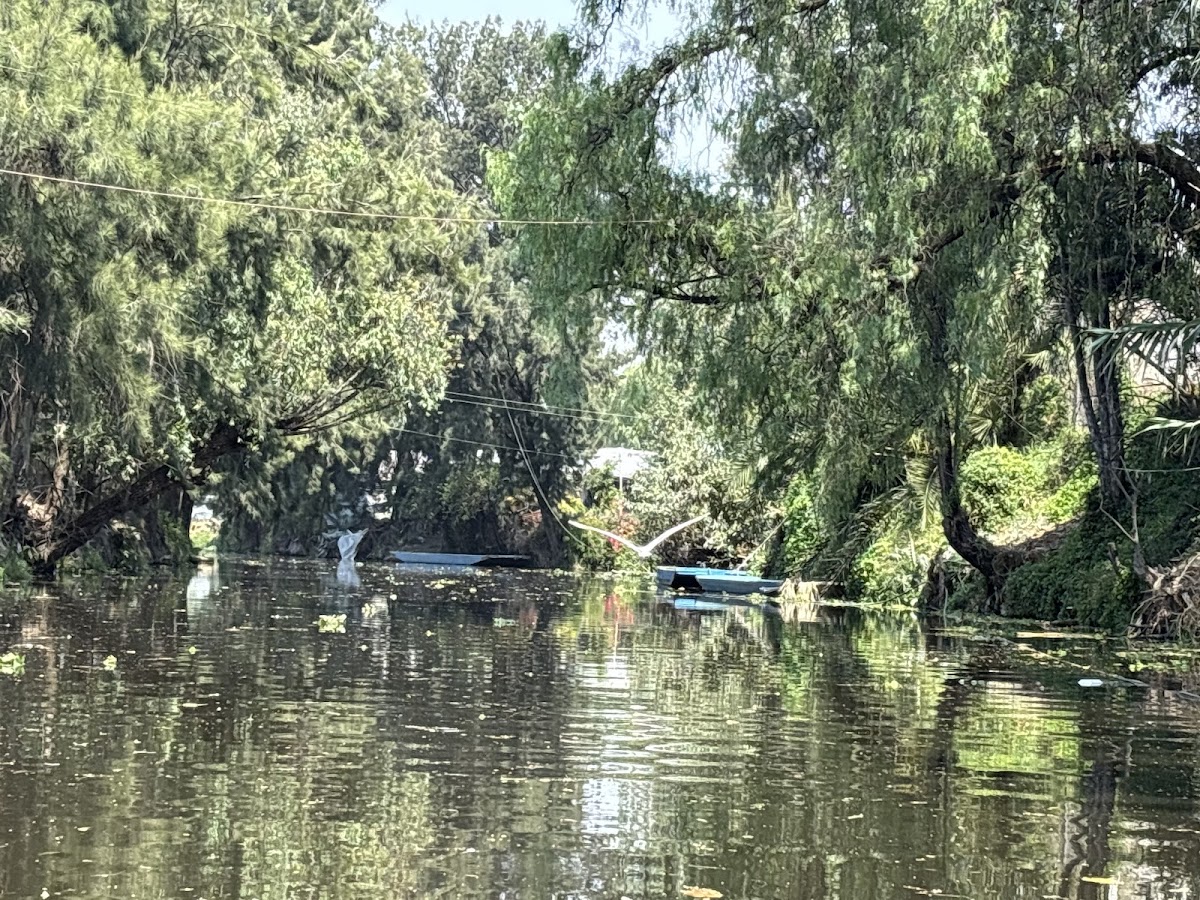 Trajineras Xochimilco Oficial gallery 9