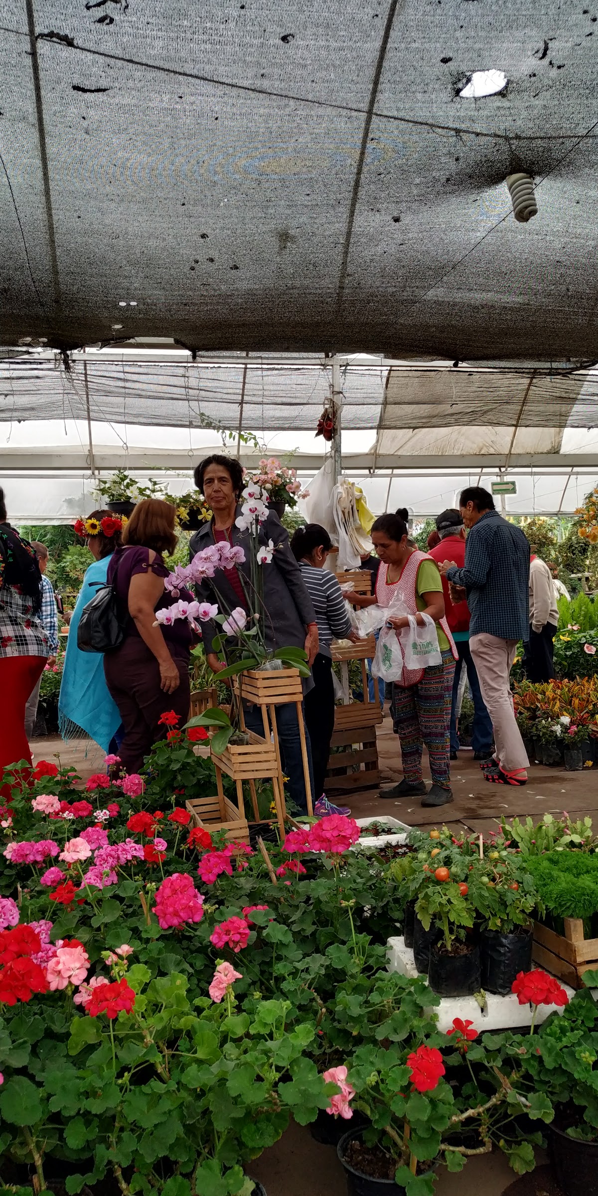 Magical Xochimilco Trajineras gallery 10