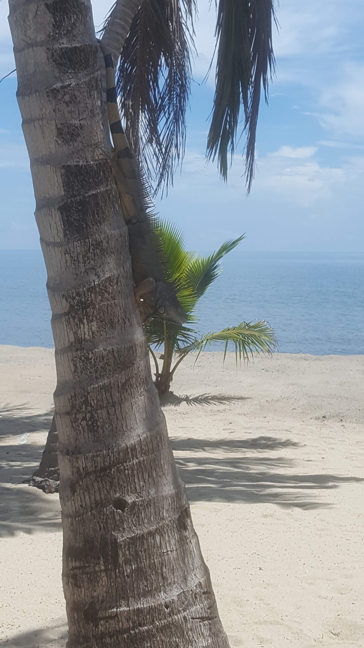 Seaspray Hotel Limited gallery 5