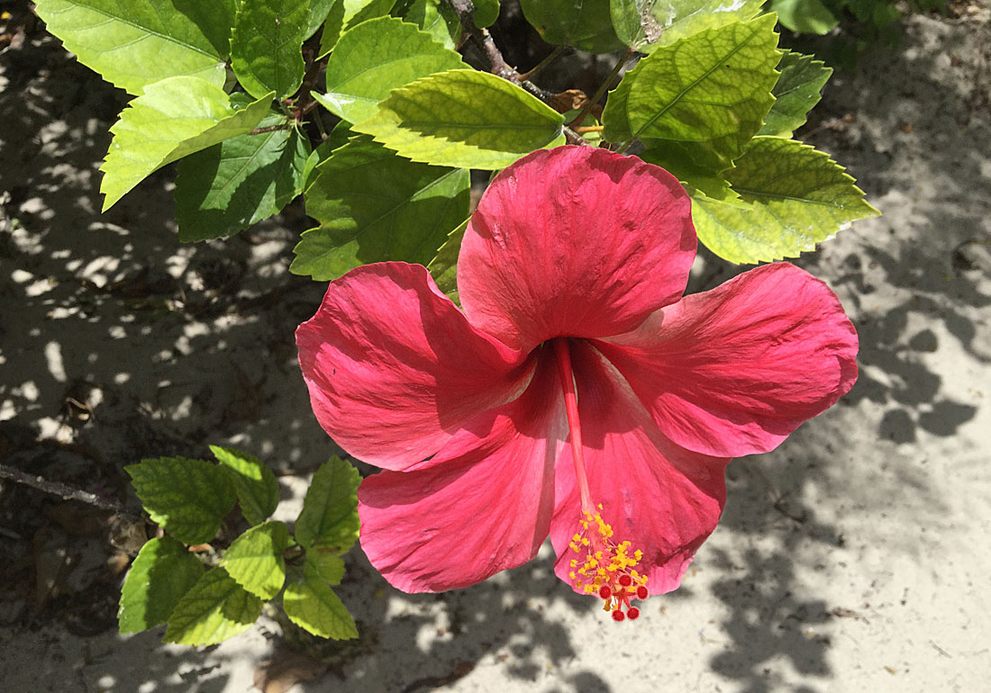 Ocean Pearl Royale Hotel & Cabanas gallery 9