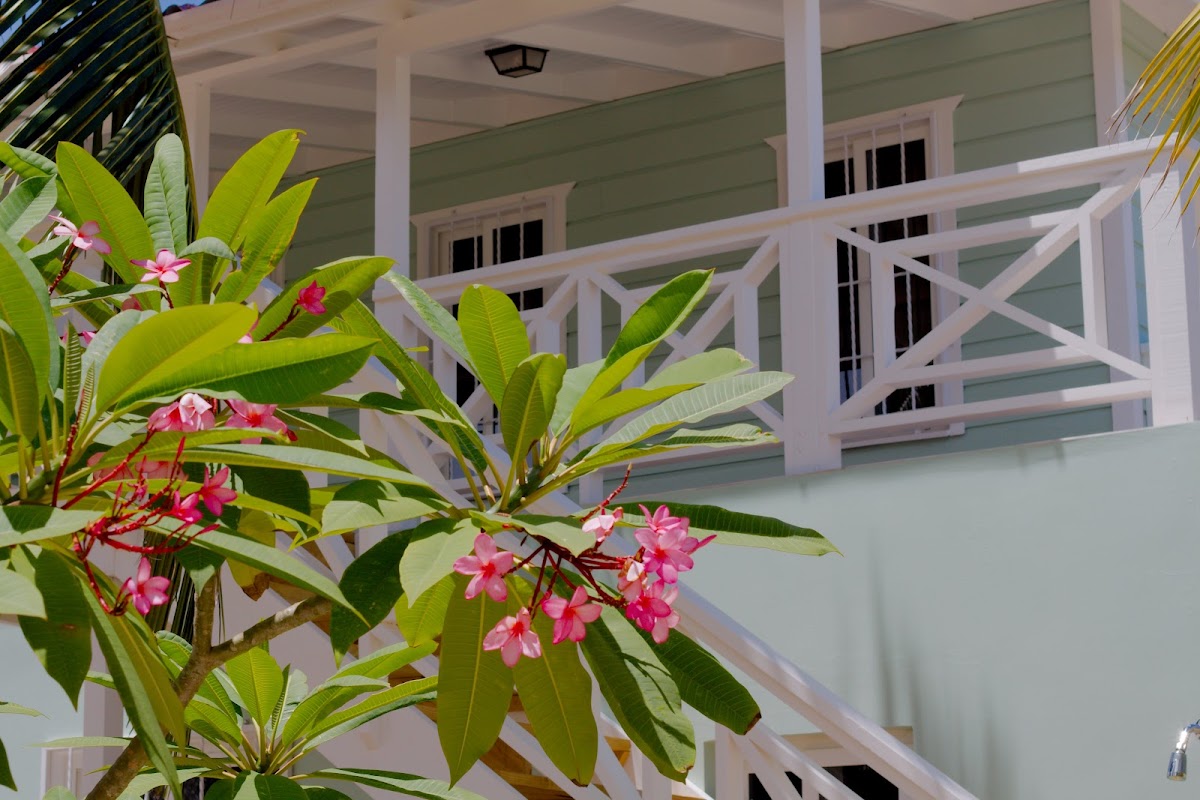 Moonflower Belize gallery 7