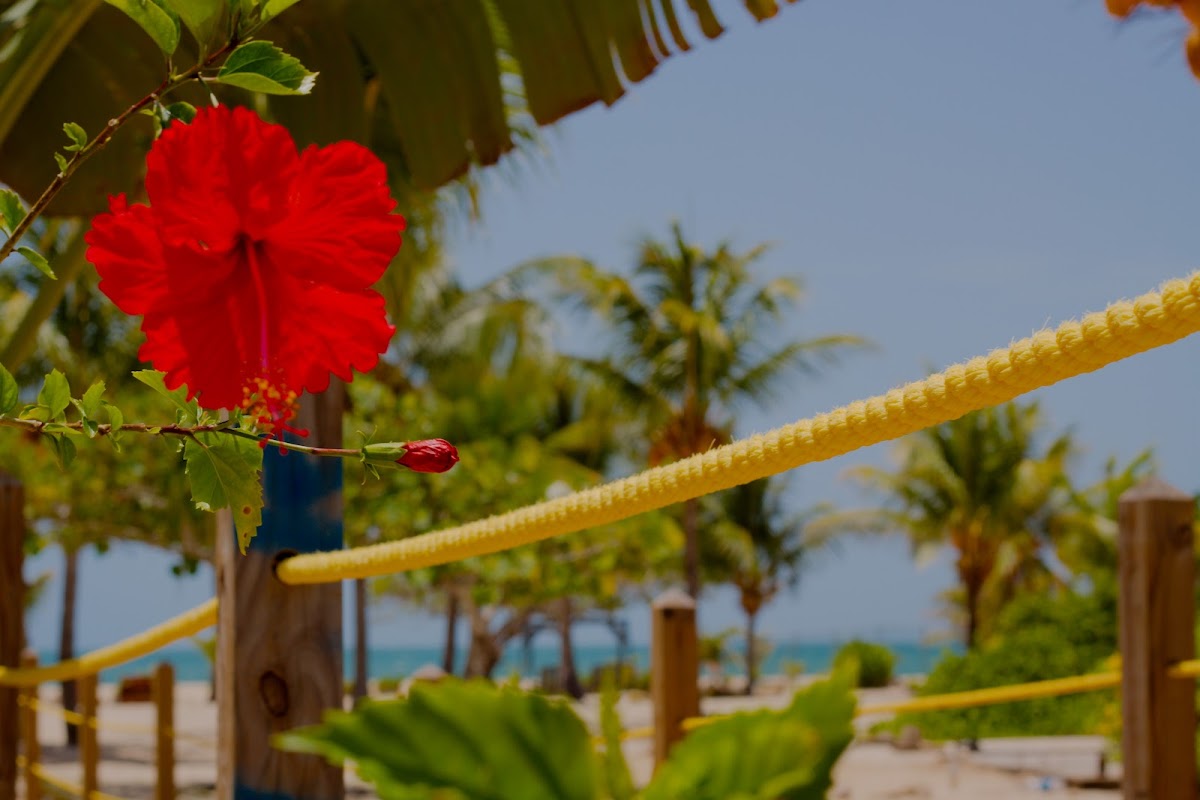 Hibiscus Beach Belize gallery 6