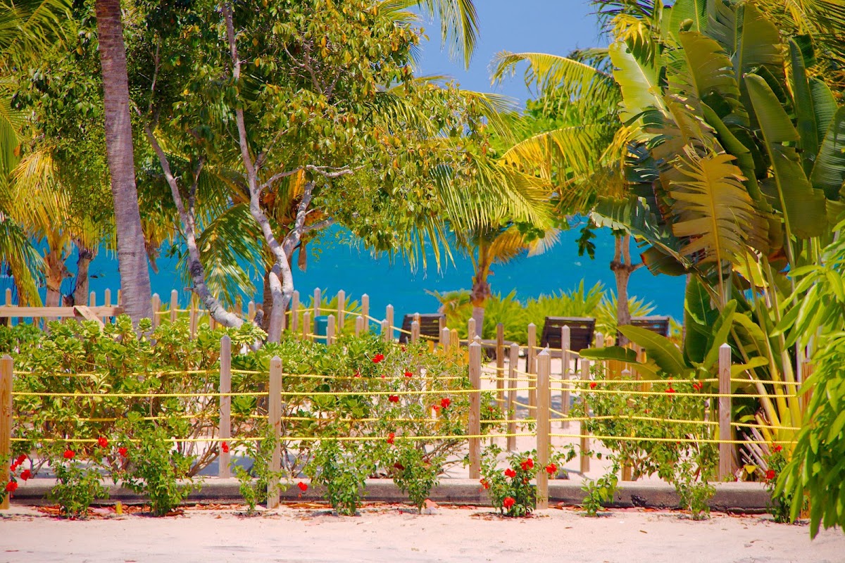 Hibiscus Beach Belize gallery 7