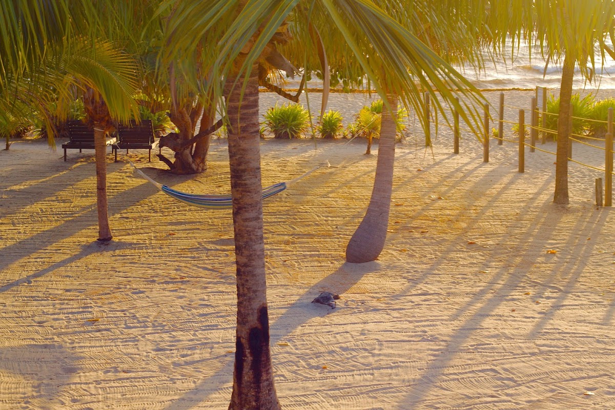 Hibiscus Beach Belize gallery 8