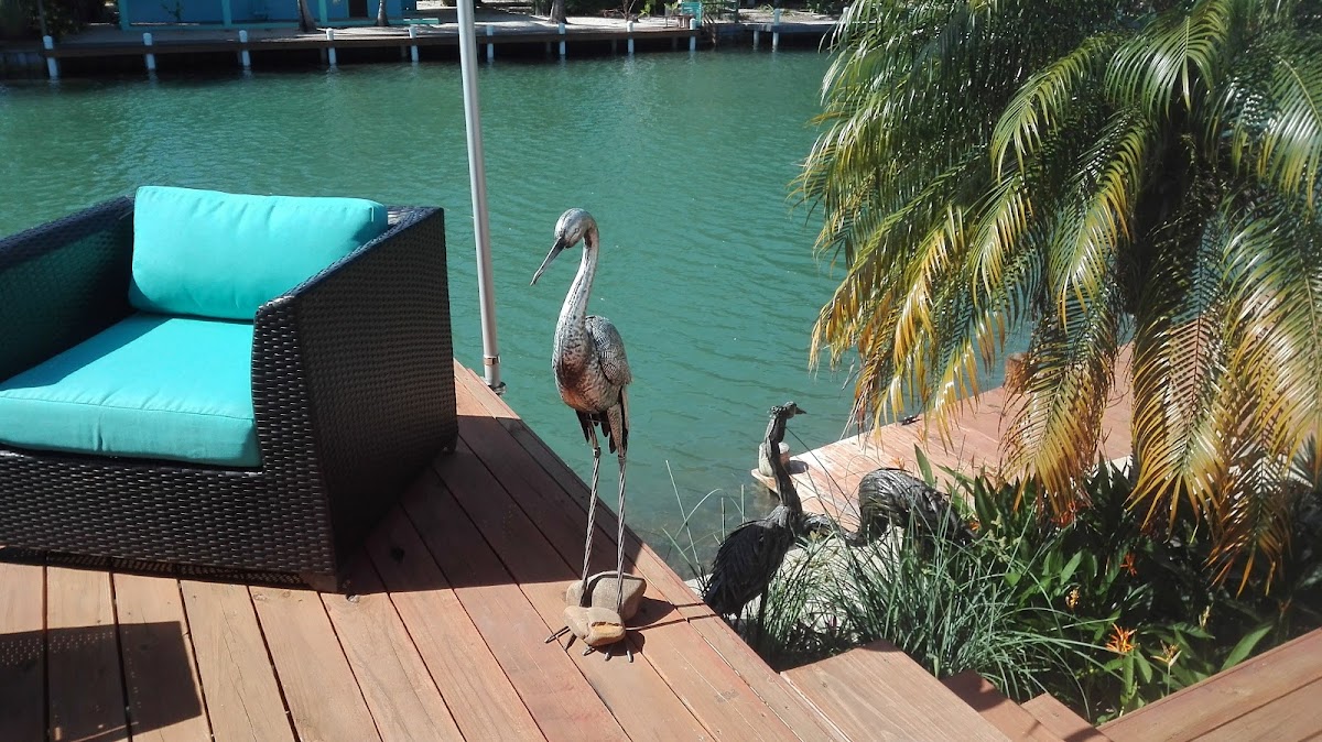 Brown's bella breeze gallery 6