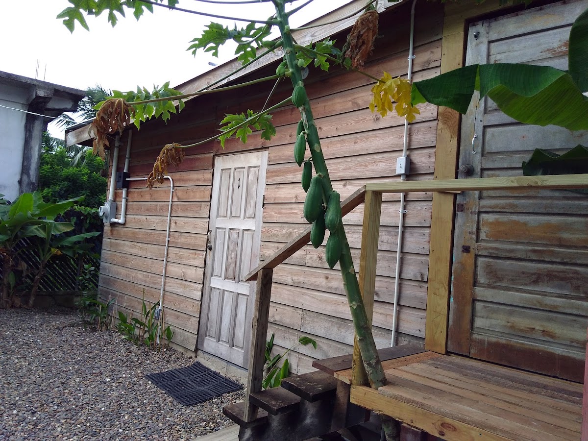 Placencia Hostel gallery 8
