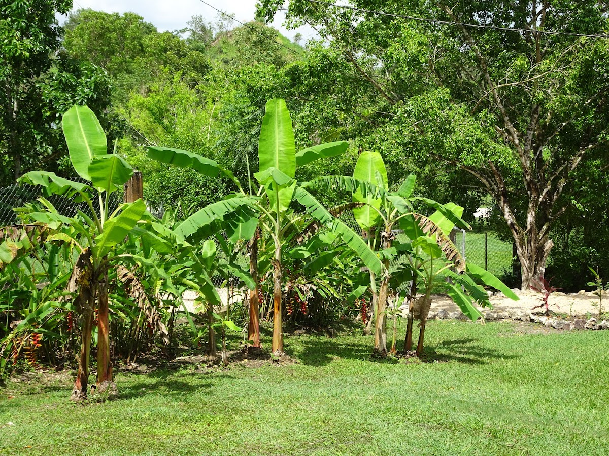 Maya Hill Lodge gallery 7