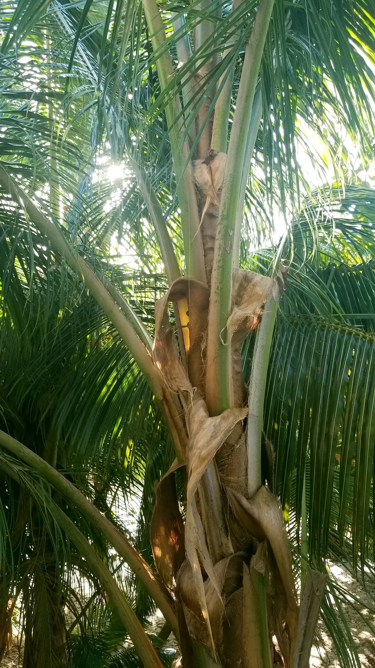 Jewel of Placencia gallery 8