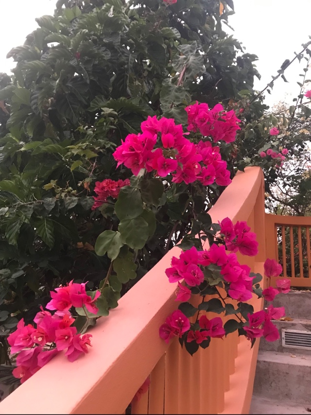 Bougainvillea Beach House gallery 4