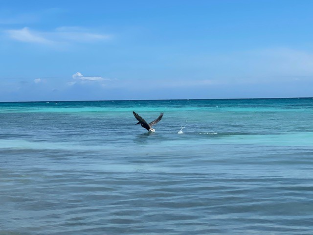 Seagrape Escape gallery 8