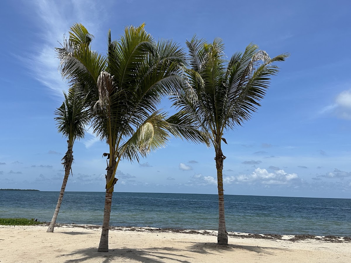 Tropical Latitude gallery 6
