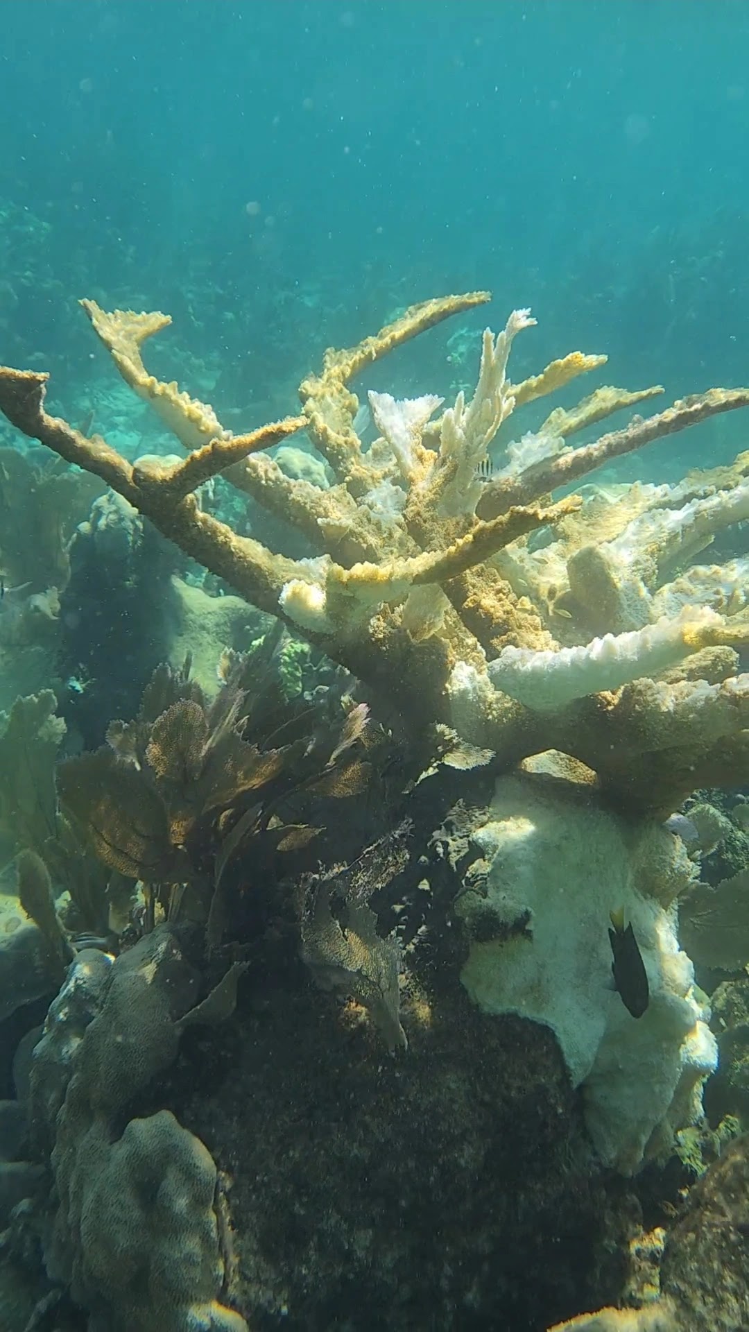 Hideaway Caye gallery 10