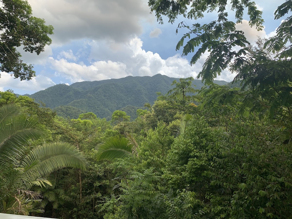 Aracari Lodge & Jungalows gallery 10