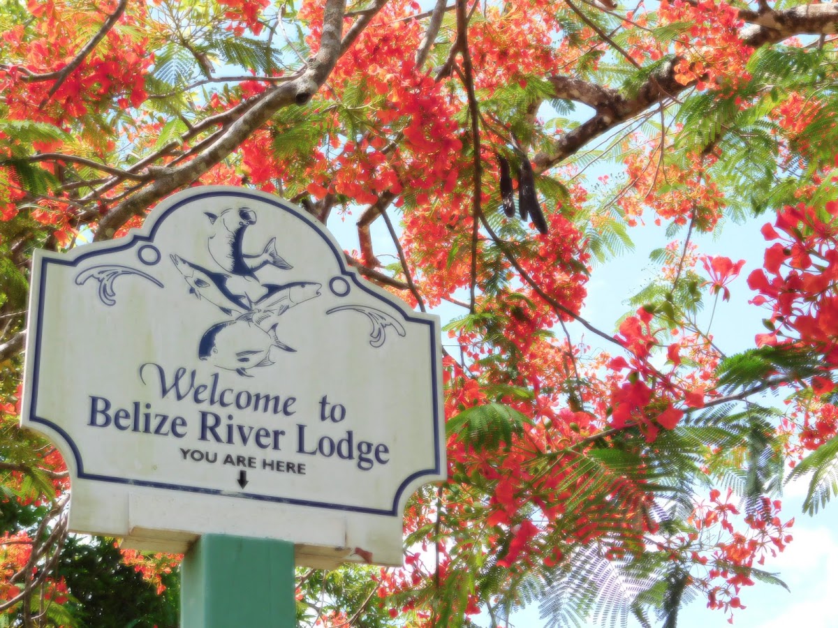 Belize River Lodge gallery 10