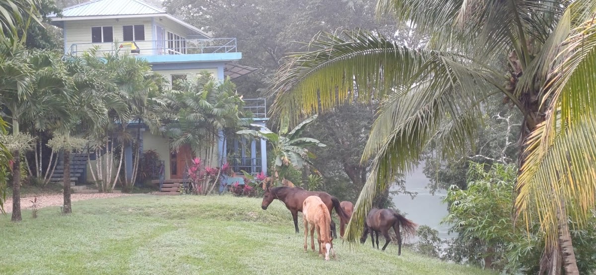 River Bend Lodge Cayo gallery 10
