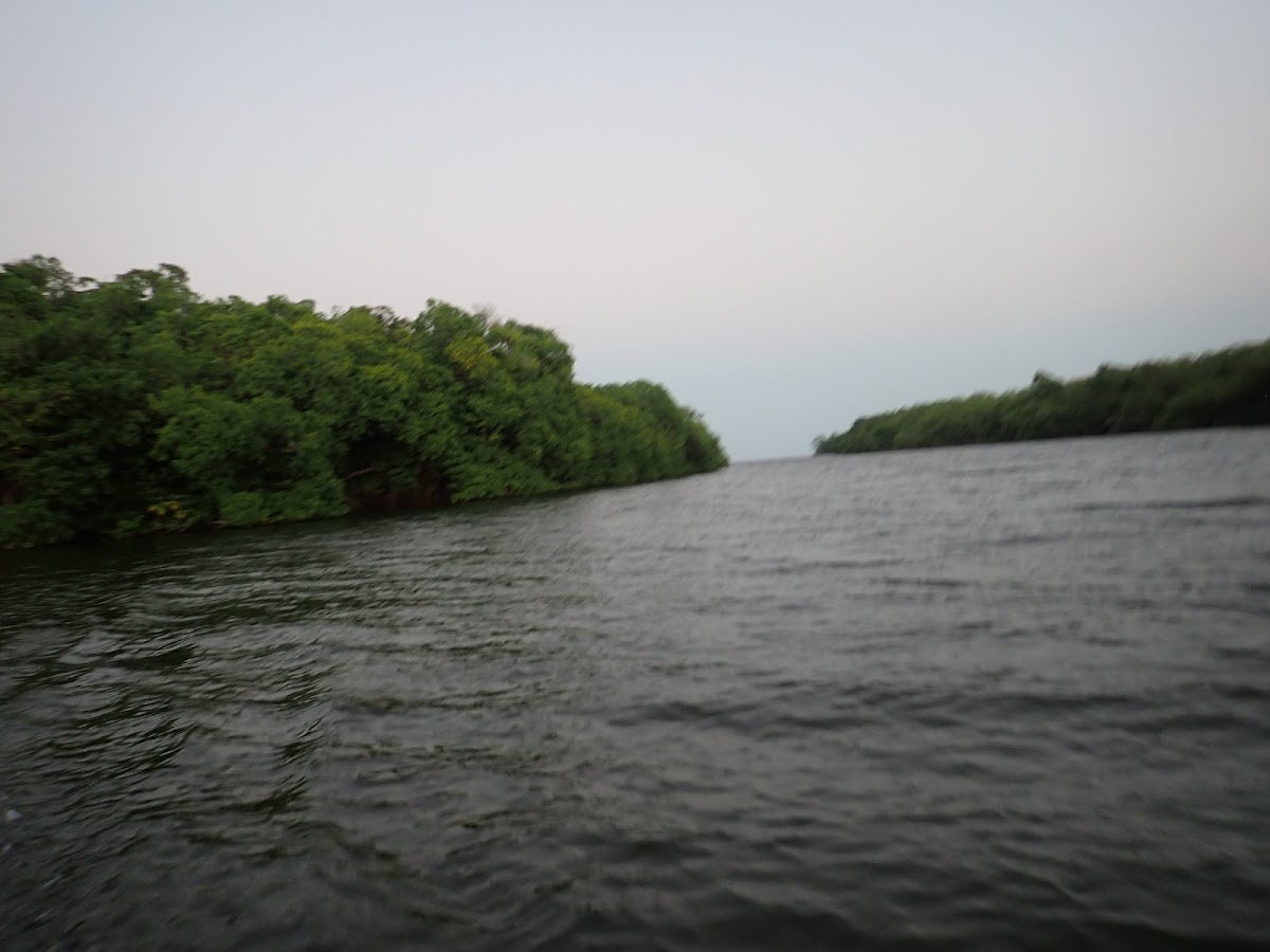 Mangrove Resort and Marina gallery 4