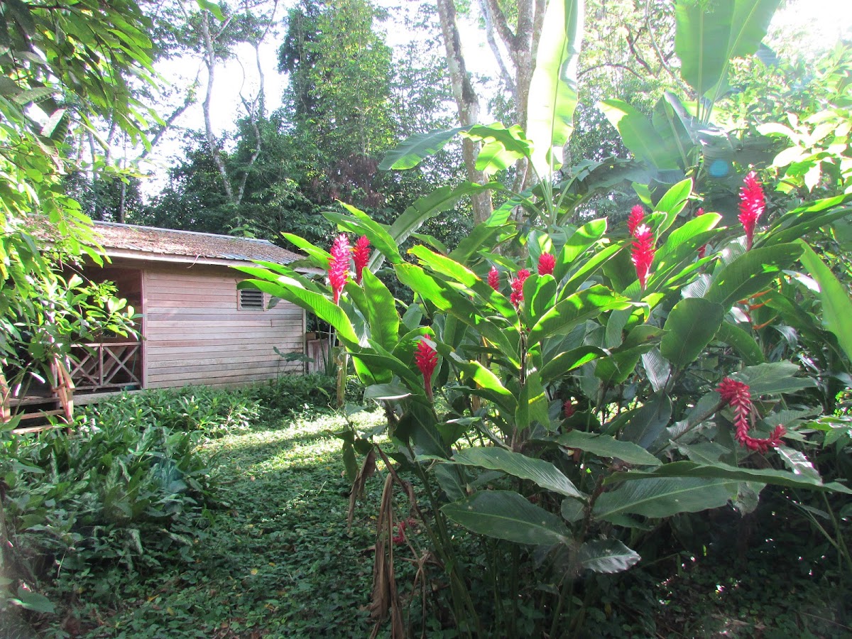 Parrot Nest Lodge gallery 4