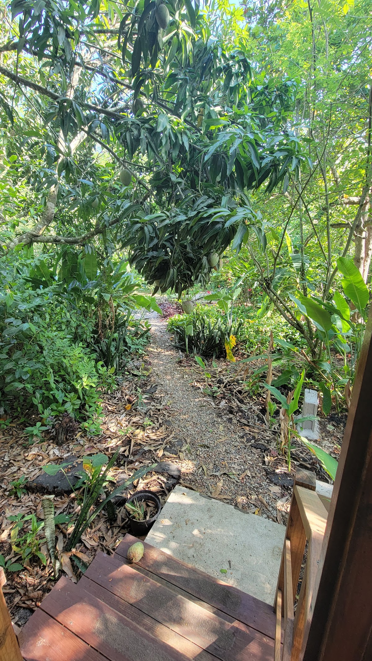 Iguana Roost gallery 5