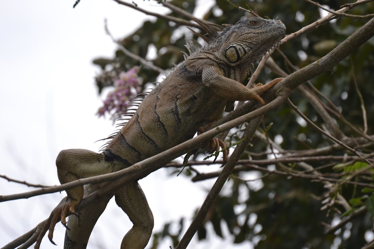 Iguana Roost gallery 9