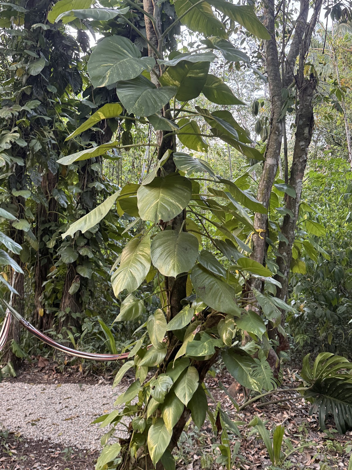 Jungles Edge gallery 3