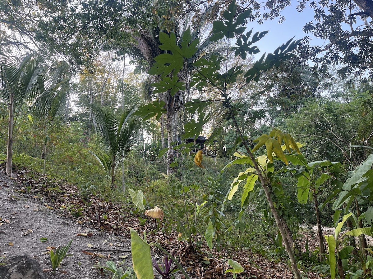Jungles Edge gallery 4