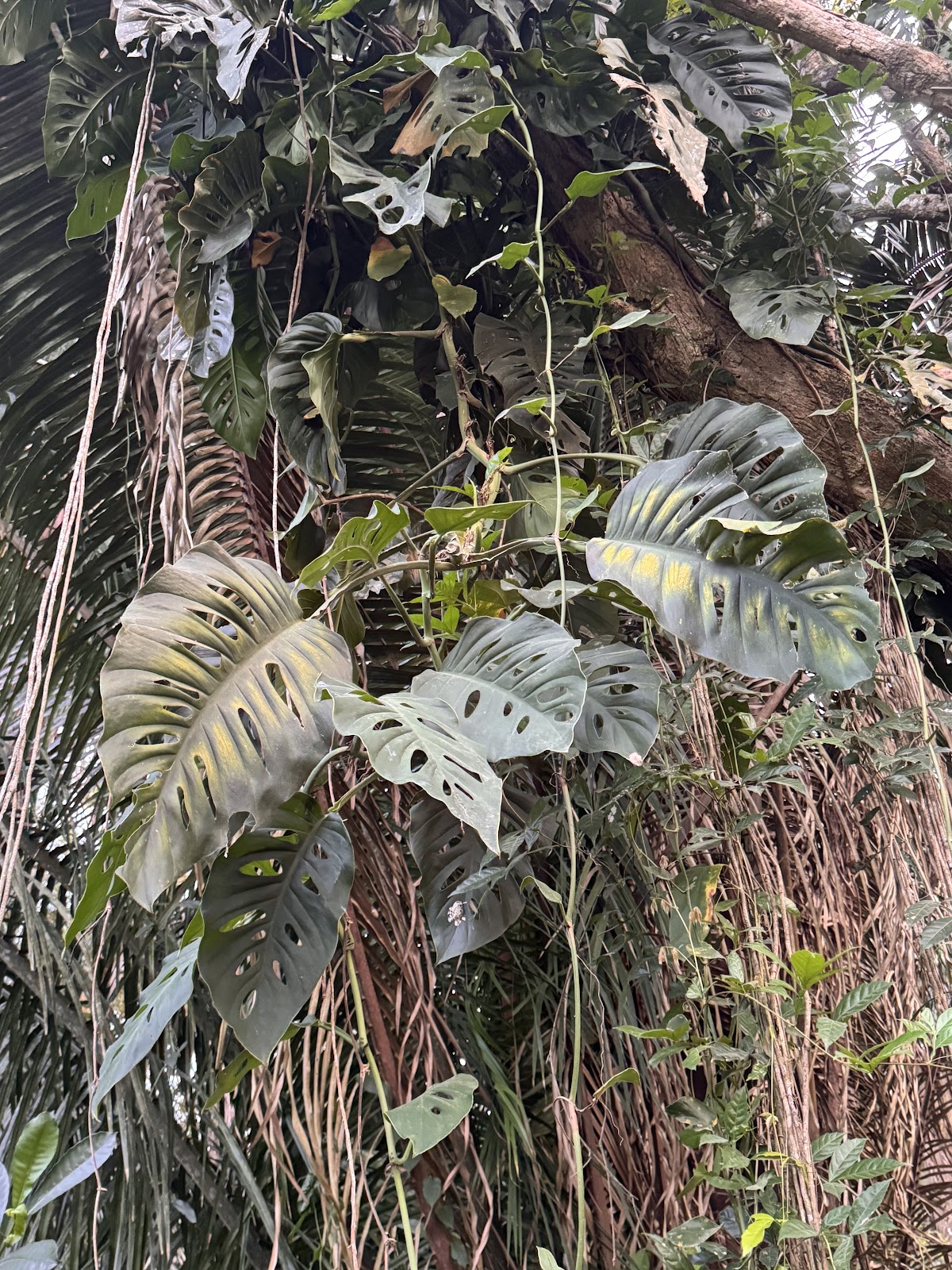 Jungles Edge gallery 6