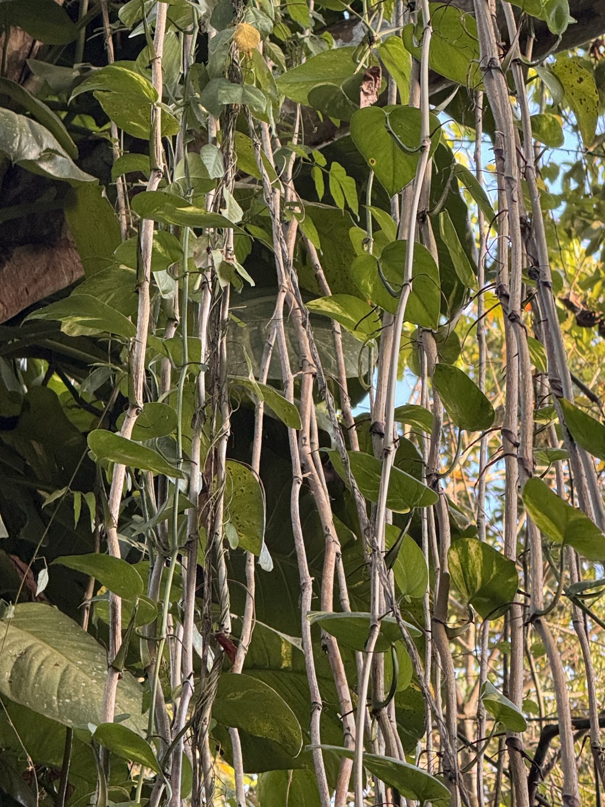 Jungles Edge gallery 10