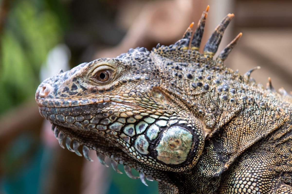 Green Iguana Conservation Project gallery 2