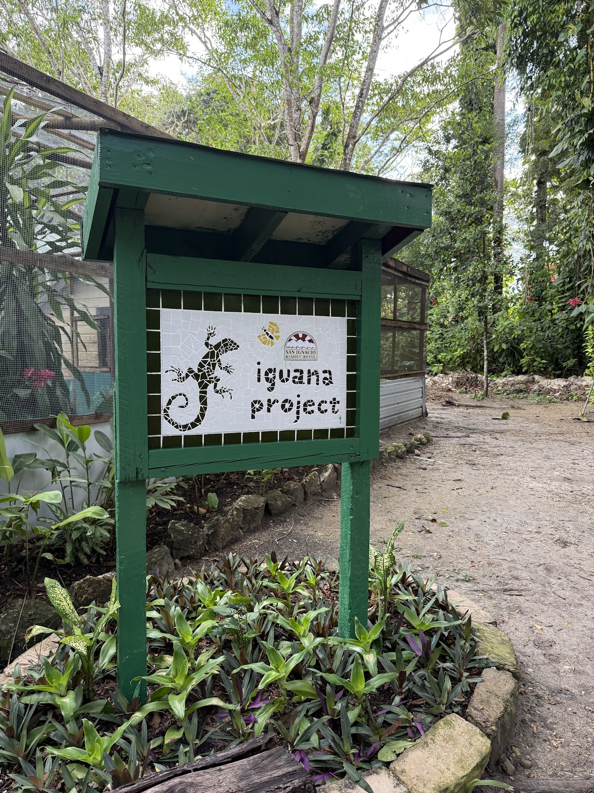 Green Iguana Conservation Project gallery 3
