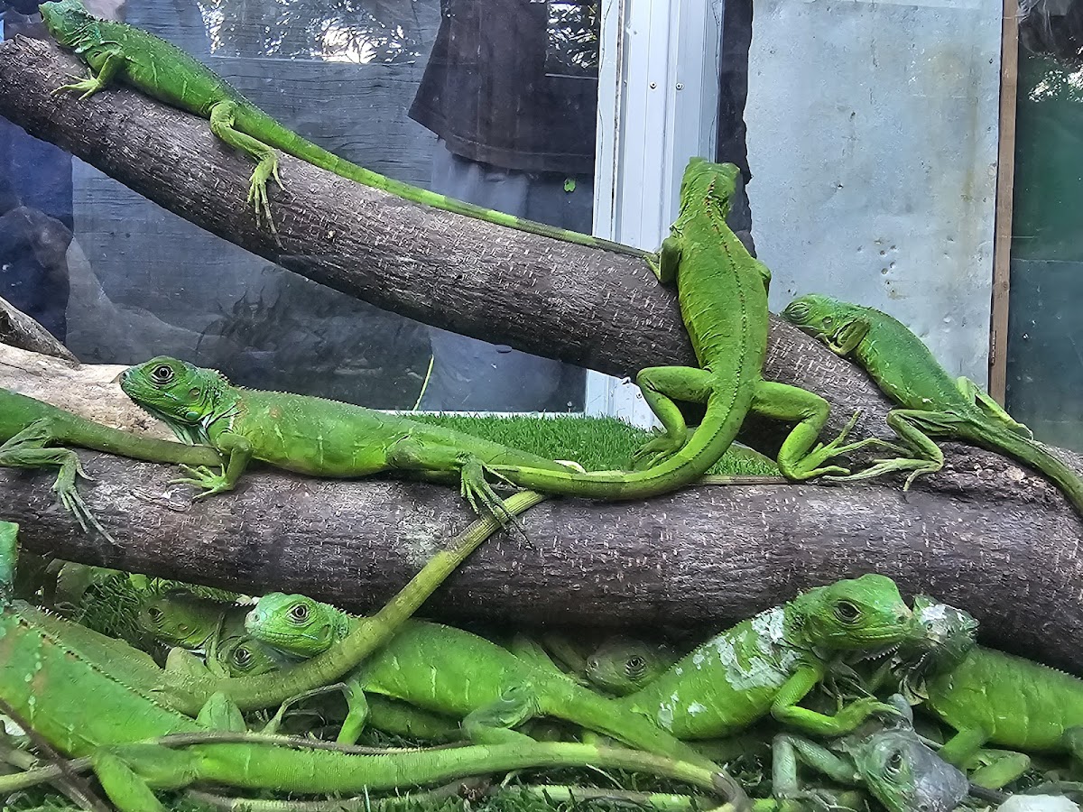 Green Iguana Conservation Project gallery 4