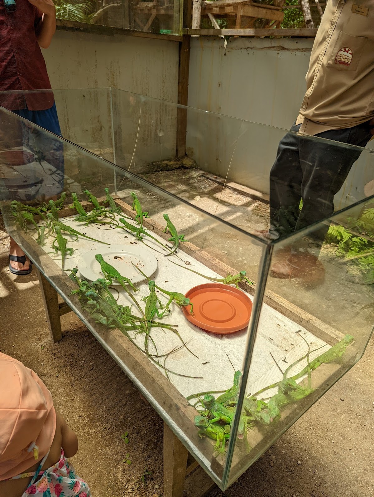 Green Iguana Conservation Project gallery 5