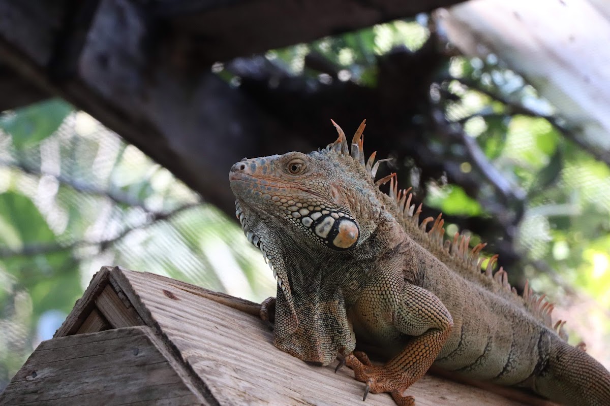 Green Iguana Conservation Project gallery 6