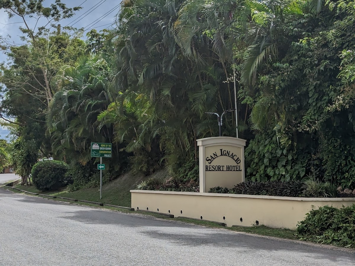 Green Iguana Conservation Project gallery 7