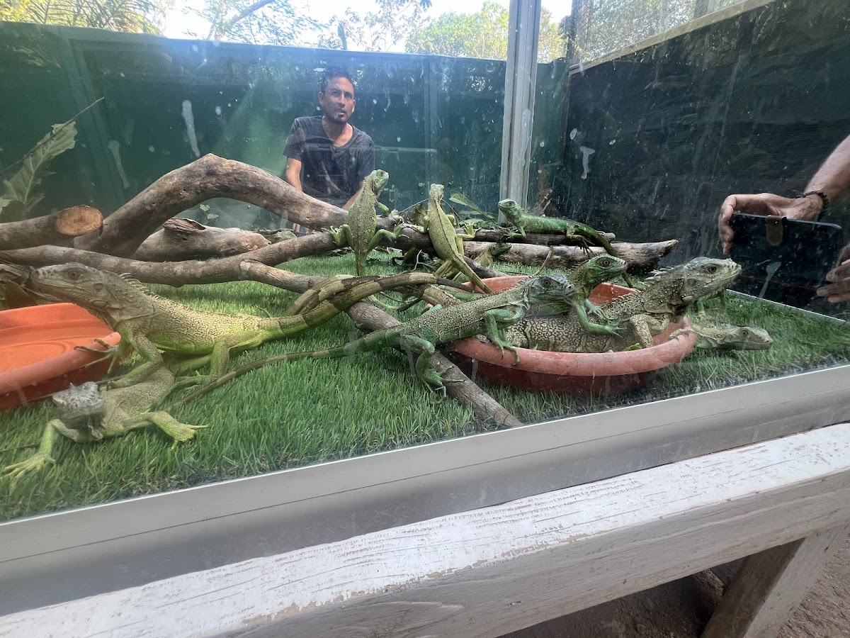 Green Iguana Conservation Project gallery 8
