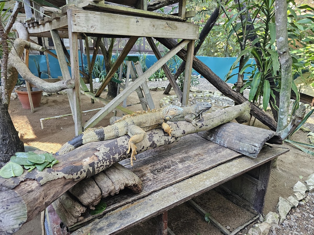 Green Iguana Conservation Project gallery 9