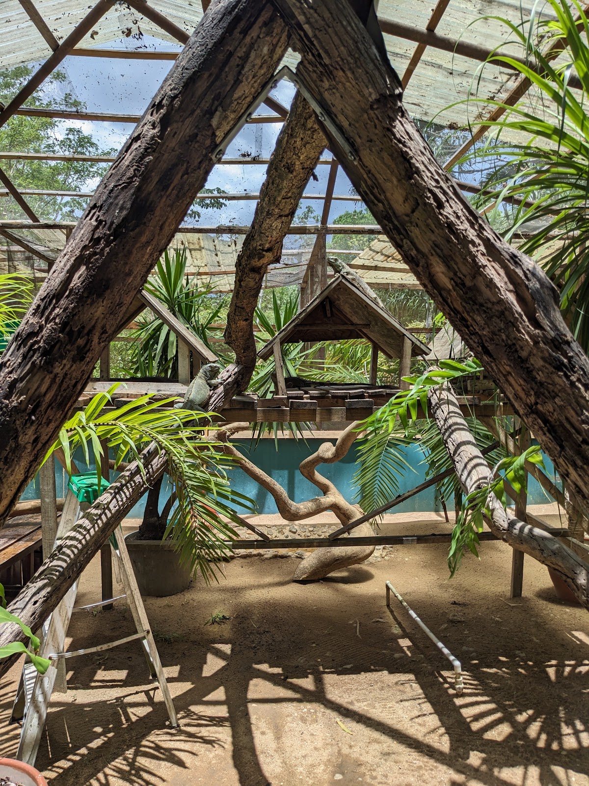 Green Iguana Conservation Project gallery 10