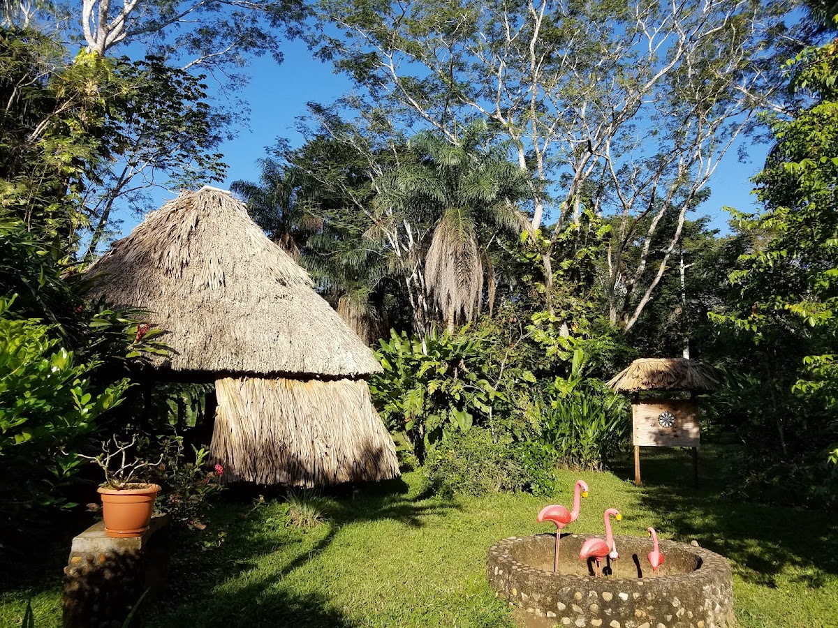 Macaw Bank Jungle Lodge gallery 5