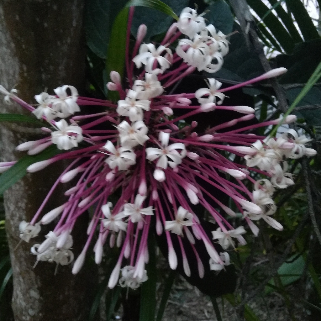 Rio Mopan Lodge Hotel gallery 8