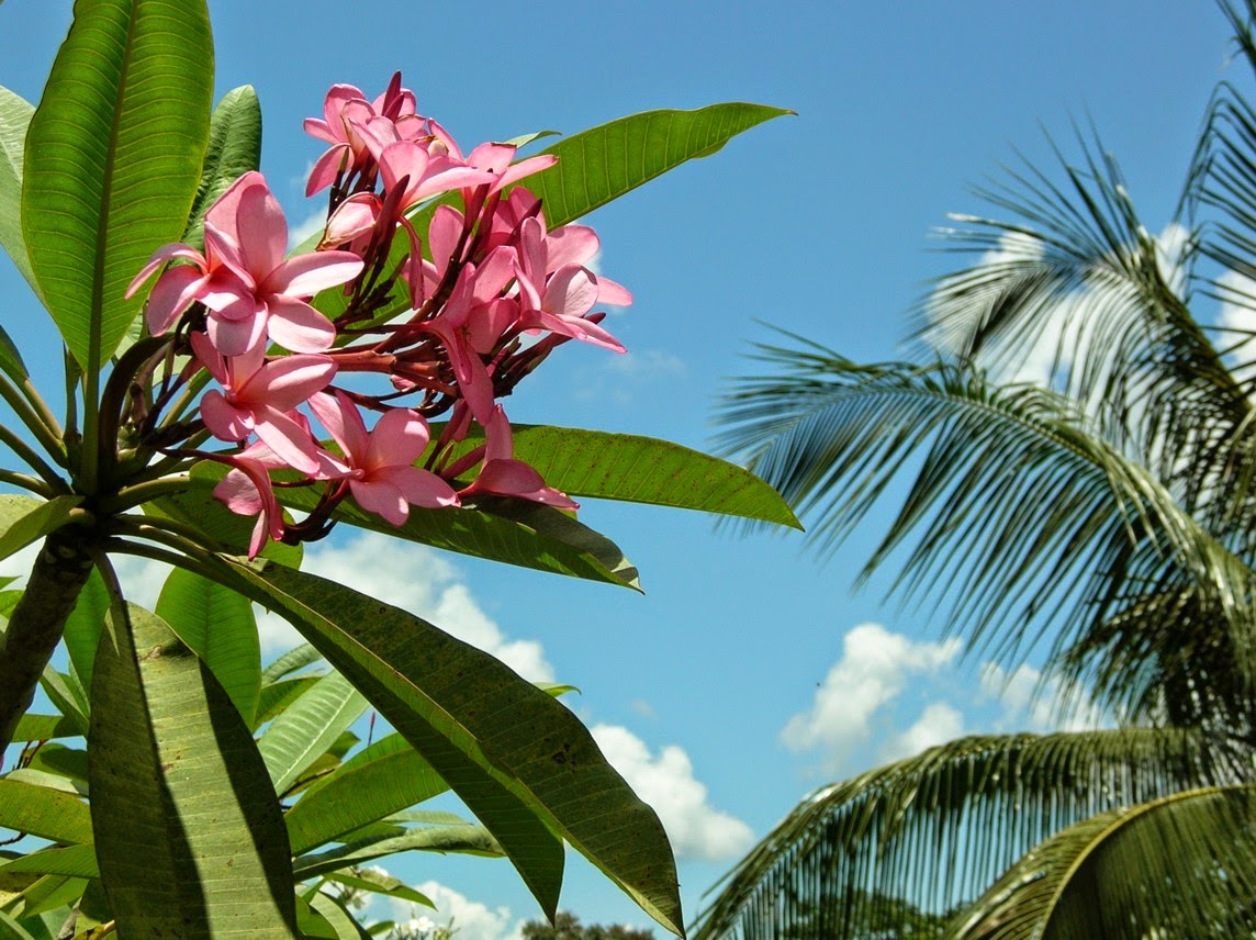 Belize Jungle Dome gallery 5