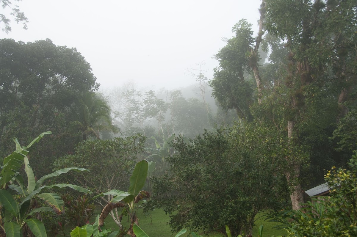 Belize Jungle Dome gallery 8