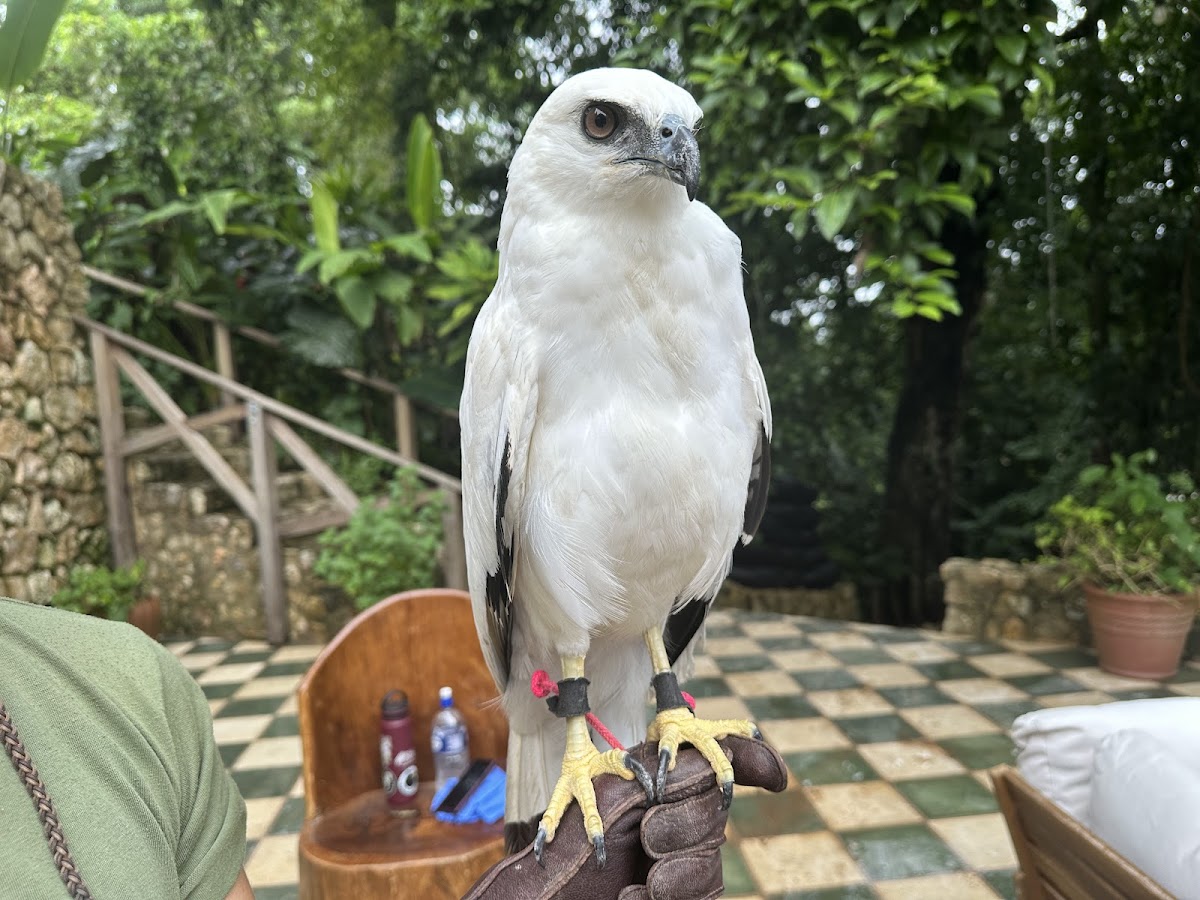 Jade Jungle Resort gallery 6