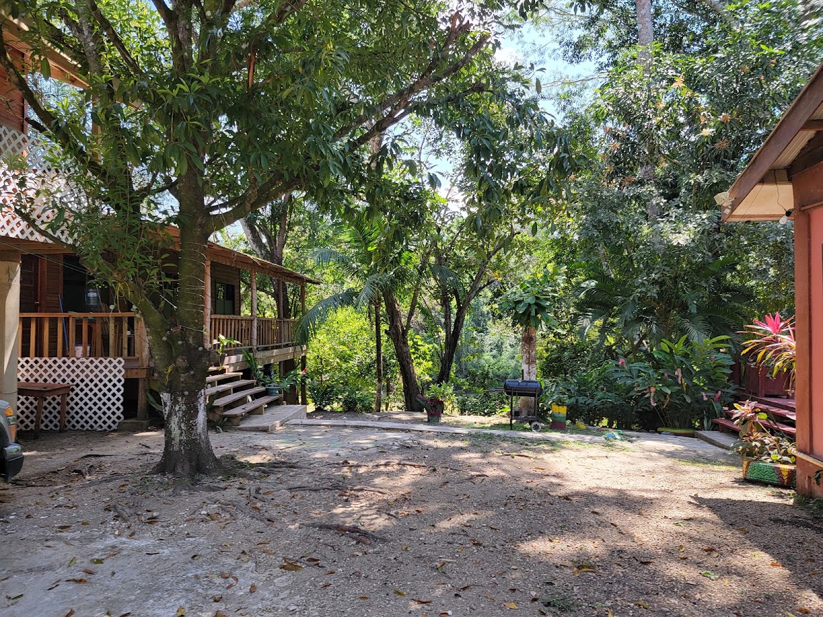 Bullet Tree Falls Lodge cover